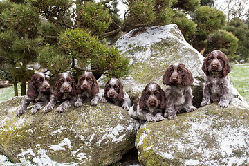 Image showing portrait of small puppies of English Cocker Spaniel