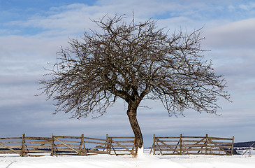 Image showing Nice winter landscape with tree