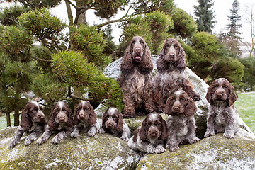 Image showing portrait of champions of English Cocker Spaniel family