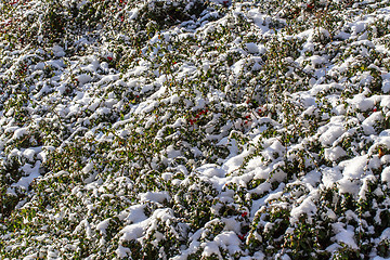 Image showing winter background with red gaultheria and snow