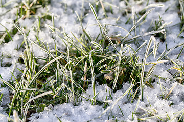 Image showing Closeup of frozen crystals on grass blades with snow