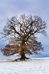 Image showing Nice winter landscape with tree