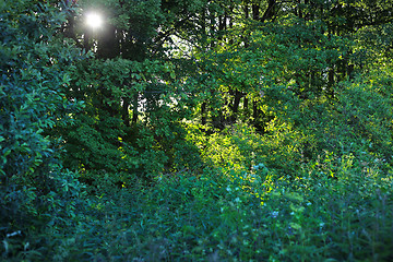 Image showing Summer trees and bushes with sunlight