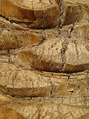 Image showing Palm trunk texture