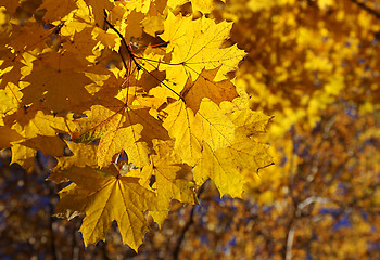 Image showing Branch of yellow autumn maple