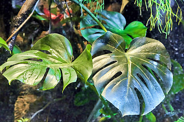 Image showing Beautiful rainforest 