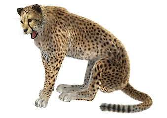 Image showing Cheetah