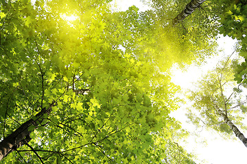 Image showing Green summer trees in the sky