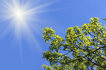 Image showing Branch of a green tree in the sunny blue sky