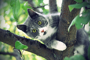 Image showing Cat with green eyes