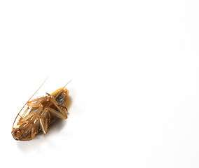 Image showing Cockroach 3