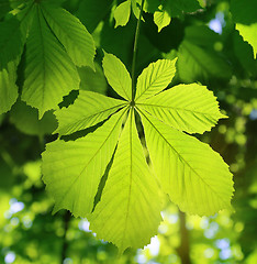 Image showing Chestnut leaf