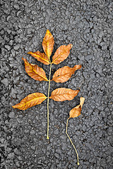 Image showing Autumn bright leaf on asphalt