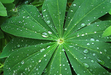 Image showing Large green leaf with water drops