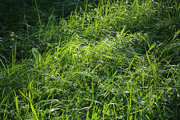 Image showing Green grass and sunlight