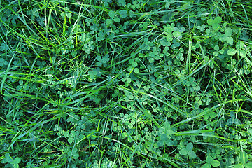 Image showing Green background with grass and clover leaves