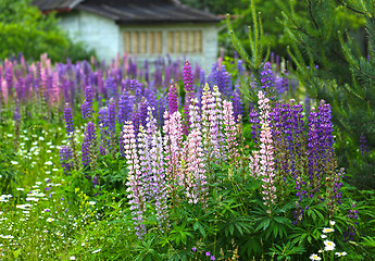 Image showing Wild lupines and chamomile flowers