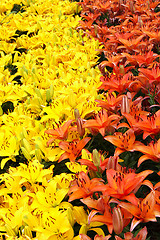 Image showing Natural background with colorful lilies