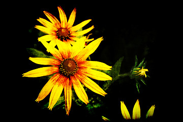 Image showing Black grunge background with yellow Rudbeckia flowers