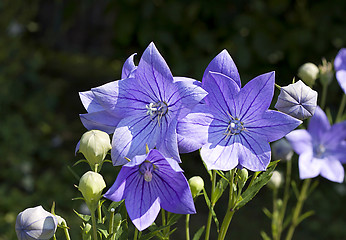 Image showing Balloon flowers (Platycodon grandiflorus)