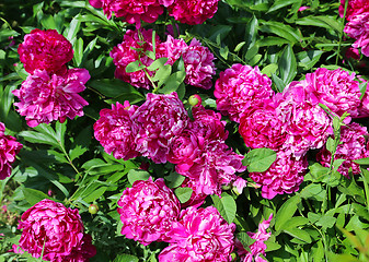 Image showing Nature background with bright peony