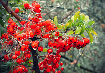 Image showing Branch of a bush with bright berries after freezing rain