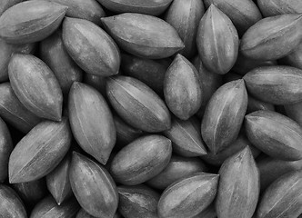 Image showing Pecan nuts background