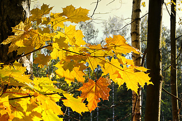 Image showing Beautiful autumn branch of maple tree