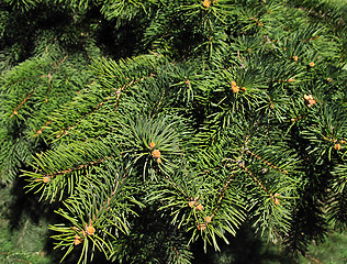 Image showing Pine branches