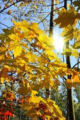 Image showing Branches of bright autumn trees and sunlight