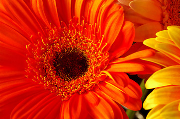 Image showing Beautiful Gerber flowers