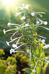 Image showing Fragrant tobacco flowers with sunlight