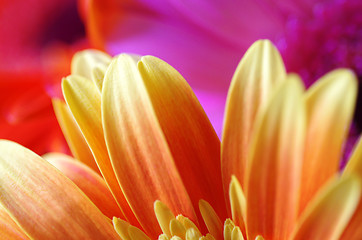 Image showing Bright flowers background