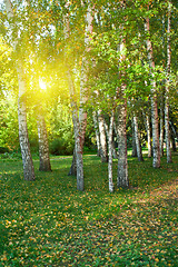 Image showing summer birch forest