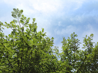 Image showing Rowan Tree