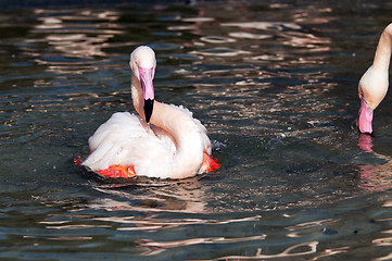 Image showing Flamingo