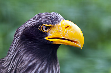 Image showing Steller's sea eagle