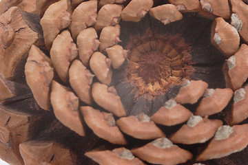 Image showing Inside a pine cone