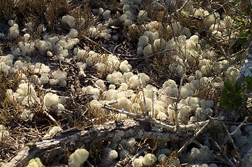 Image showing natural sponges growing wild in florida