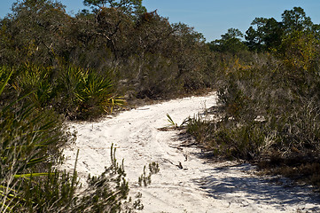 Image showing sandy road in tropical florida