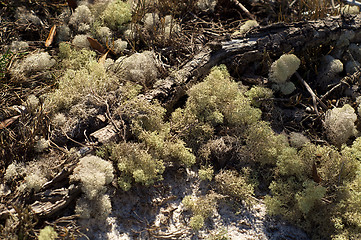 Image showing sponges growing wild in florida