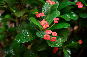 Image showing tropical shrubbery in the rain