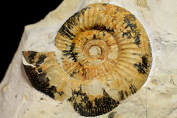 Image showing Amonite fossil background