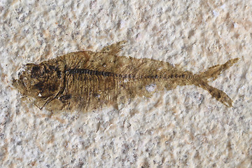 Image showing fish fossil background