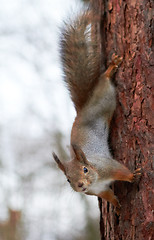 Image showing squirrel upside down on a tree in the forest