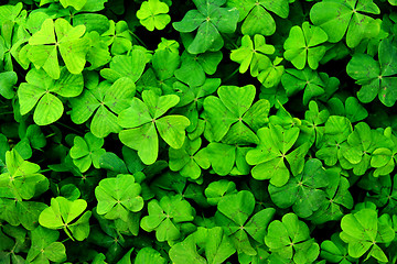 Image showing green happy leaves texture