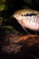 Image showing Female flag cichlid protecting a clutch of egg on a root. Mesonauta festivus.