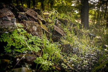 Image showing Closeup of some vegetation on stones