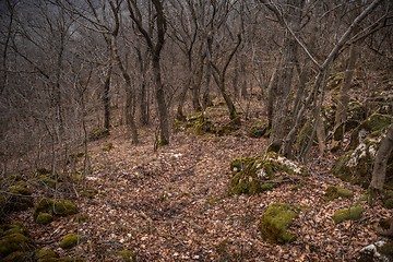 Image showing Forest landscape