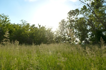 Image showing Green meadow with blue sky